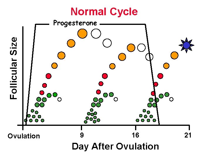 Normal Cycle Follicular Size Progesterone Ovulation 9 16 Day After Ovulation 21 Normal Cycle Follicular Size Progesterone Ovulation 9 16 Day After Ovulation 21