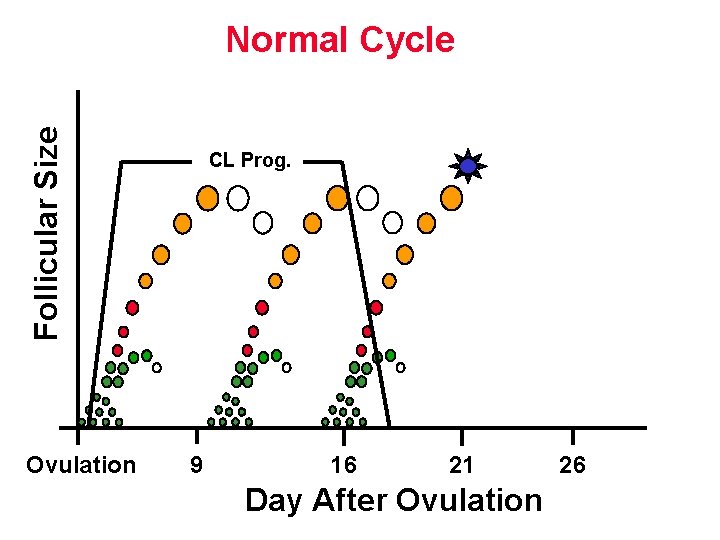 Follicular Size Normal Cycle Ovulation CL Prog. 9 16 21 Day After Ovulation 26 Follicular Size Normal Cycle Ovulation CL Prog. 9 16 21 Day After Ovulation 26
