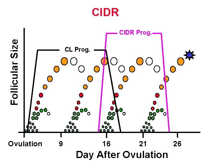 CIDR Follicular Size CIDR Prog. Ovulation CL Prog. 9 16 21 Day After Ovulation CIDR Follicular Size CIDR Prog. Ovulation CL Prog. 9 16 21 Day After Ovulation