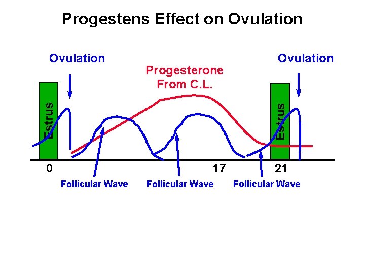 Progestens Effect on Ovulation Progesterone From C. L. Ovulation Estrus Ovulation 0 17 Follicular Progestens Effect on Ovulation Progesterone From C. L. Ovulation Estrus Ovulation 0 17 Follicular