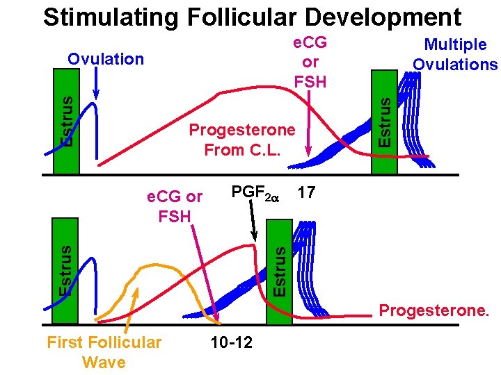 Stimulating Follicular Development e. CG or FSH Estrus Ovulation Progesterone From C. L. PGF Stimulating Follicular Development e. CG or FSH Estrus Ovulation Progesterone From C. L. PGF