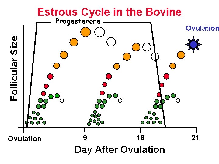 Estrous Cycle in the Bovine Progesterone Follicular Size Ovulation 9 16 Day After Ovulation Estrous Cycle in the Bovine Progesterone Follicular Size Ovulation 9 16 Day After Ovulation