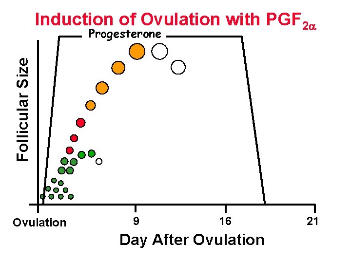 Induction of Ovulation with PGF 2 Follicular Size Progesterone Ovulation 9 16 Day After Induction of Ovulation with PGF 2 Follicular Size Progesterone Ovulation 9 16 Day After