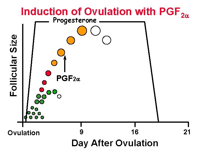 Induction of Ovulation with PGF 2 Follicular Size Progesterone Ovulation PGF 2 9 16 Induction of Ovulation with PGF 2 Follicular Size Progesterone Ovulation PGF 2 9 16