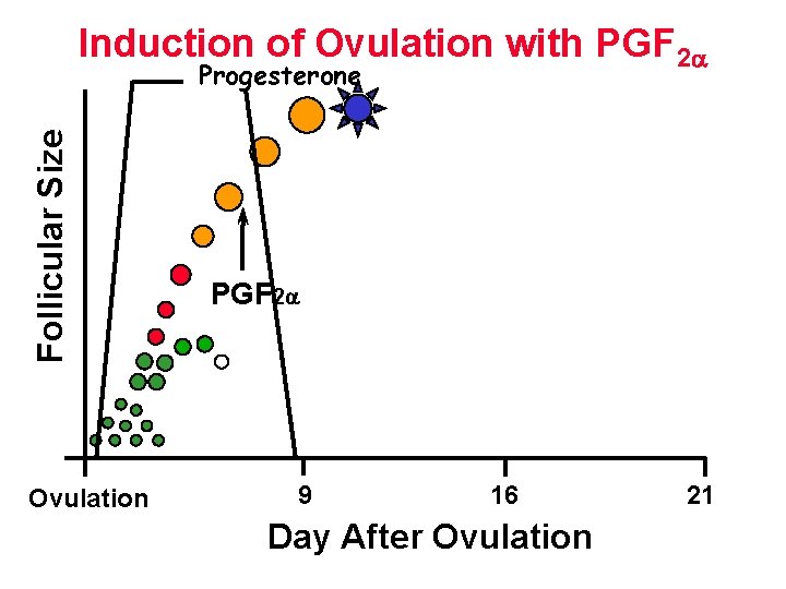 Induction of Ovulation with PGF 2 Follicular Size Progesterone Ovulation PGF 2 9 16 Induction of Ovulation with PGF 2 Follicular Size Progesterone Ovulation PGF 2 9 16