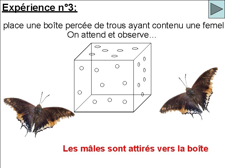 Expérience n° 3: n place une boîte percée de trous ayant contenu une femell