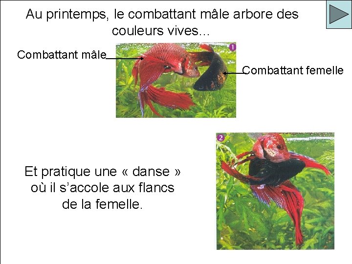 Au printemps, le combattant mâle arbore des couleurs vives… Combattant mâle Combattant femelle Et