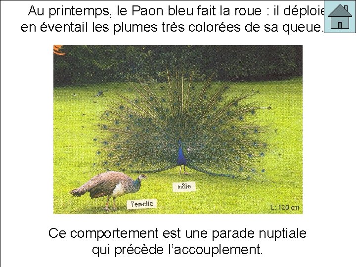 Au printemps, le Paon bleu fait la roue : il déploie en éventail les