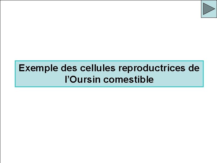 Exemple des cellules reproductrices de l’Oursin comestible 