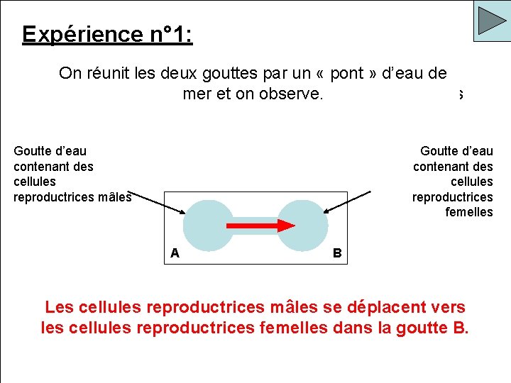 Expérience n° 1: On place sur une lame de verre deux gouttes d’eau de
