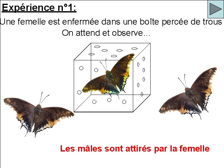 Expérience n° 1: Une femelle est enfermée dans une boîte percée de trous On