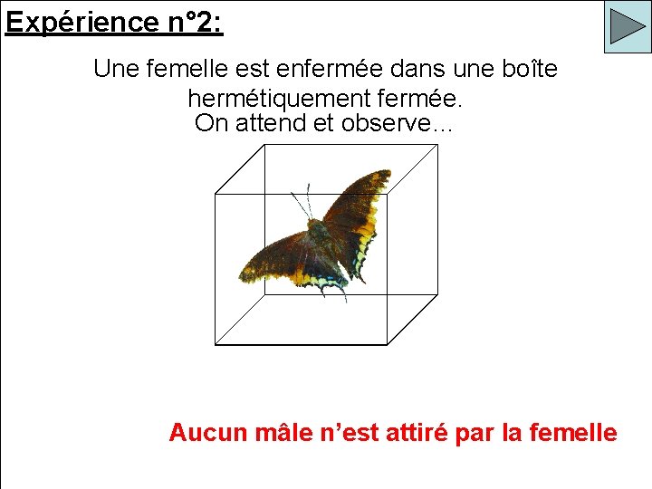 Expérience n° 2: Une femelle est enfermée dans une boîte hermétiquement fermée. On attend