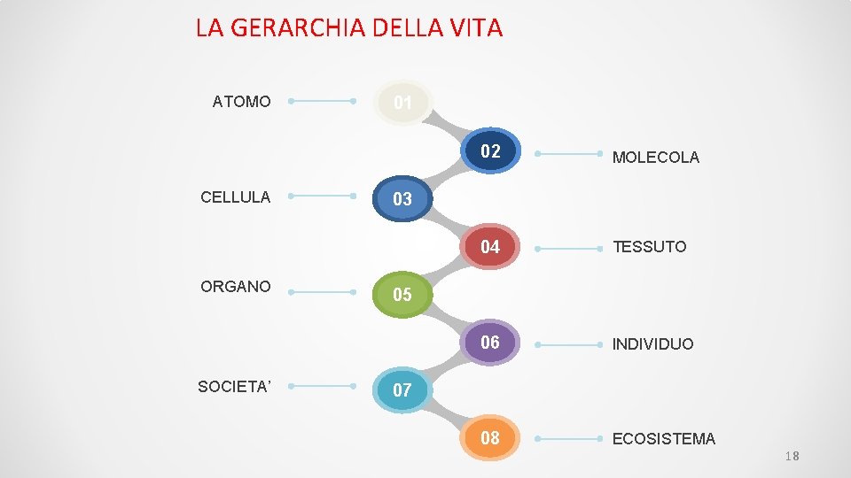 LA GERARCHIA DELLA VITA ATOMO CELLULA ORGANO SOCIETA’ 01 02 MOLECOLA 04 TESSUTO 06