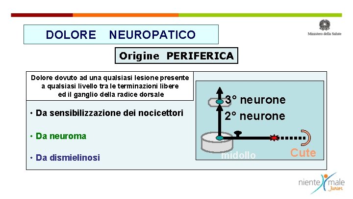 DOLORE NEUROPATICO Origine PERIFERICA Dolore dovuto ad una qualsiasi lesione presente a qualsiasi livello