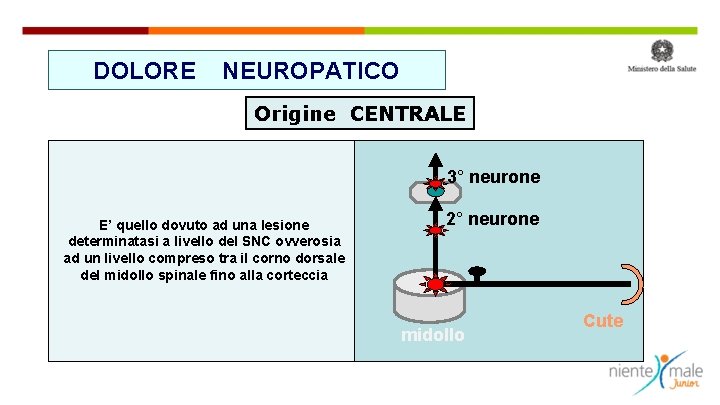 DOLORE NEUROPATICO Origine CENTRALE 3° neurone E’ quello dovuto ad una lesione determinatasi a