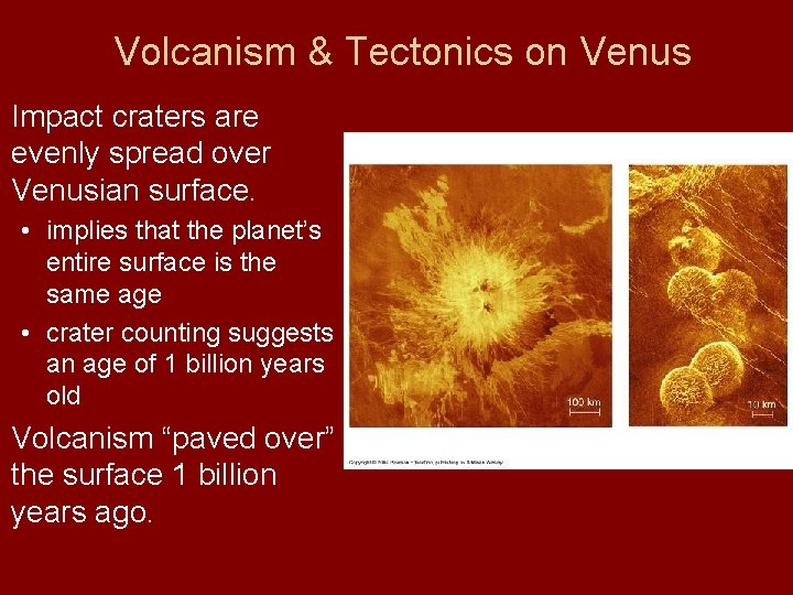 Volcanism & Tectonics on Venus Impact craters are evenly spread over Venusian surface. •