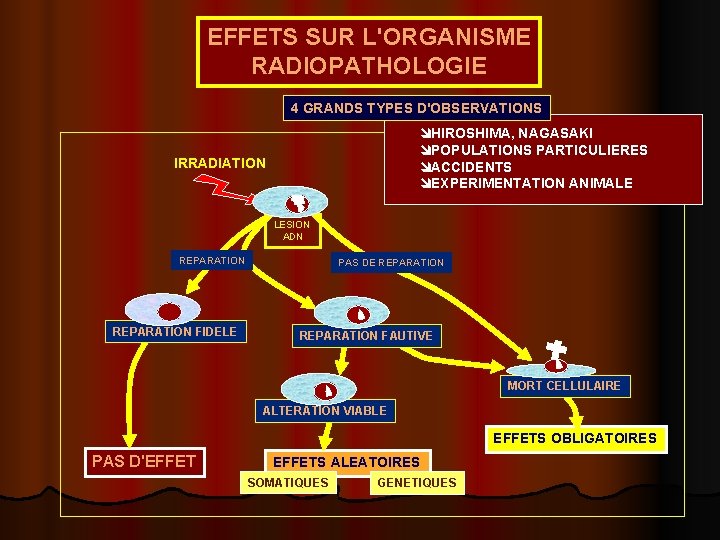 EFFETS SUR L'ORGANISME RADIOPATHOLOGIE 4 GRANDS TYPES D'OBSERVATIONS î HIROSHIMA, NAGASAKI î POPULATIONS PARTICULIERES