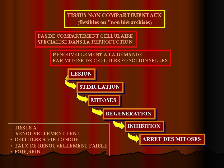 TISSUS NON COMPARTIMENTAUX (flexibles ou "non hiérarchisés) PAS DE COMPARTIMENT CELLULAIRE SPECIALISE DANS LA