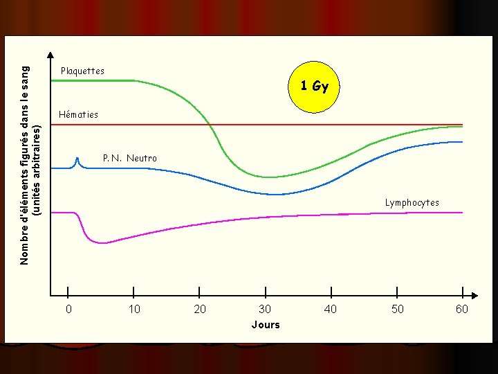 Nombre d'éléments figurés dans le sang (unités arbitraires) Plaquettes 1 Gy Hématies P. N.