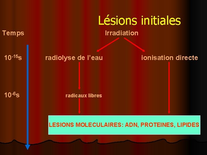  Lésions initiales Temps Irradiation 10 -15 s radiolyse de l’eau ionisation directe 10