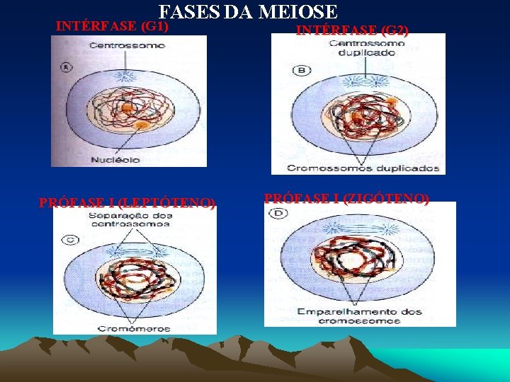 FASES DA MEIOSE INTÉRFASE (G 1) PRÓFASE I (LEPTÓTENO) INTÉRFASE (G 2) PRÓFASE I