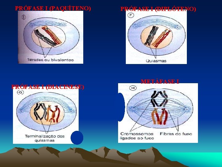 PRÓFASE I (PAQUÍTENO) PRÓFASE I (DIACINESE) PRÓFASE I (DIPLÓTENO) METÁFASE I 
