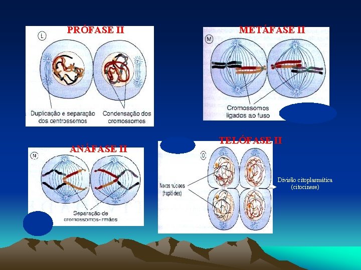 PRÓFASE II ANÁFASE II METÁFASE II TELÓFASE II Divisão citoplasmática (citocinese) 