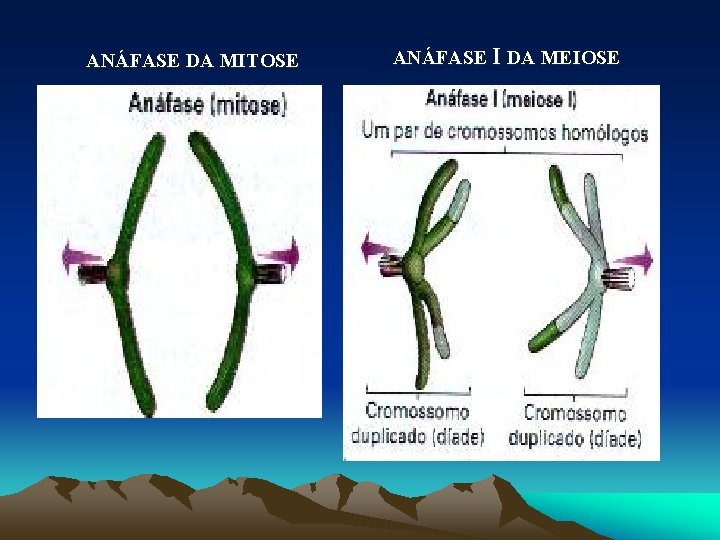 ANÁFASE DA MITOSE ANÁFASE I DA MEIOSE 