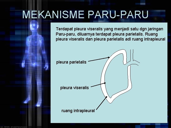 MEKANISME PARU-PARU Terdapat pleura viseralis yang menjadi satu dgn jaringan Paru-paru, diluarnya terdapat pleura