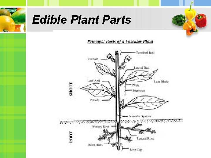 Edible Plant Parts 