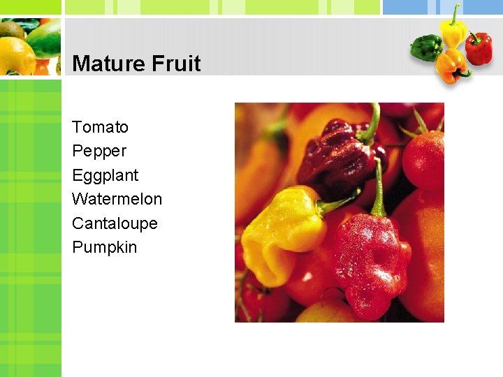 Mature Fruit Tomato Pepper Eggplant Watermelon Cantaloupe Pumpkin Mature Fruit Tomato Pepper Eggplant Watermelon Cantaloupe Pumpkin