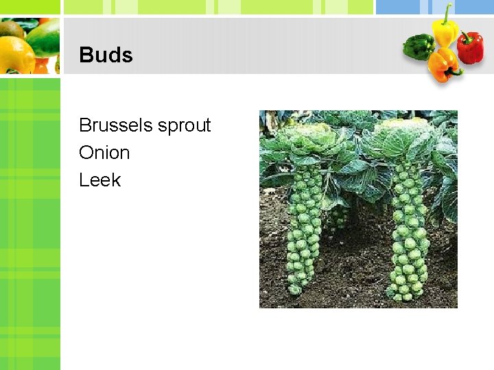 Buds Brussels sprout Onion Leek 