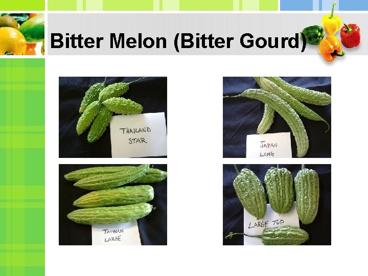 Bitter Melon (Bitter Gourd) 