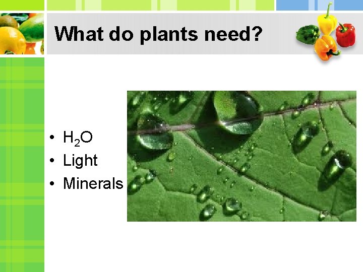 What do plants need? • H 2 O • Light • Minerals 