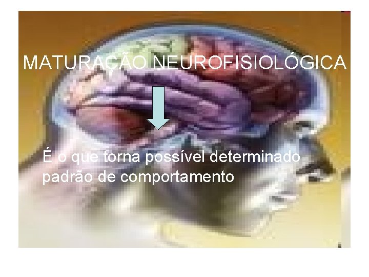 MATURAÇÃO NEUROFISIOLÓGICA É o que torna possível determinado padrão de comportamento 