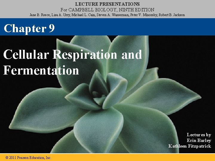 LECTURE PRESENTATIONS For CAMPBELL BIOLOGY, NINTH EDITION Jane B. Reece, Lisa A. Urry, Michael