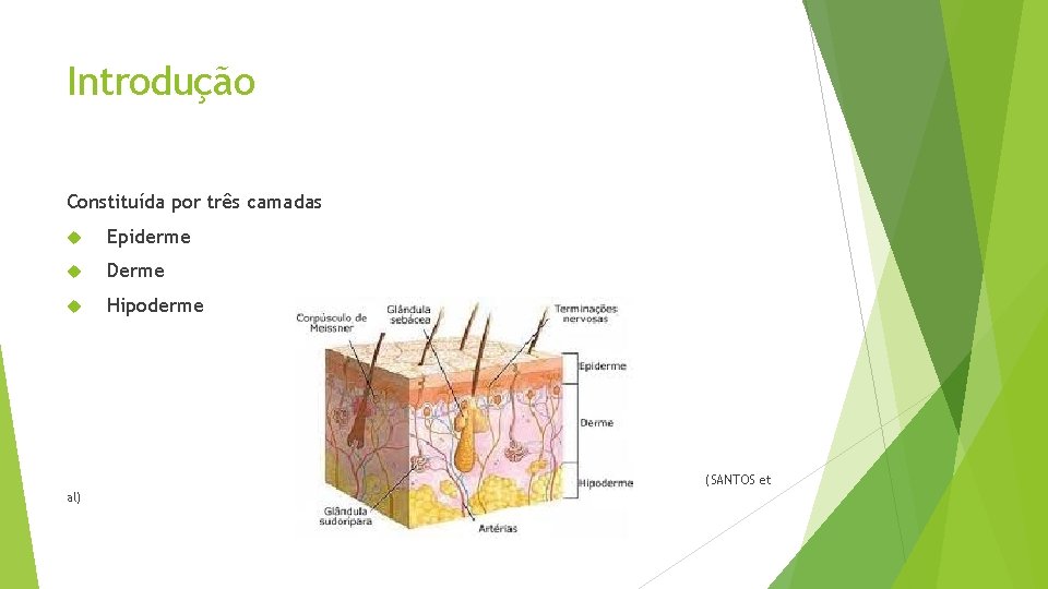 Introdução Constituída por três camadas Epiderme Derme Hipoderme (SANTOS et al) 