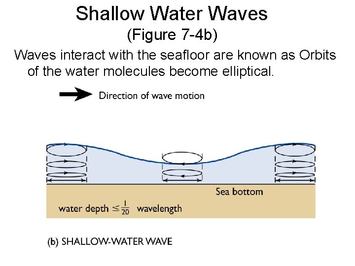 Shallow Water Waves (Figure 7 -4 b) Waves interact with the seafloor are known