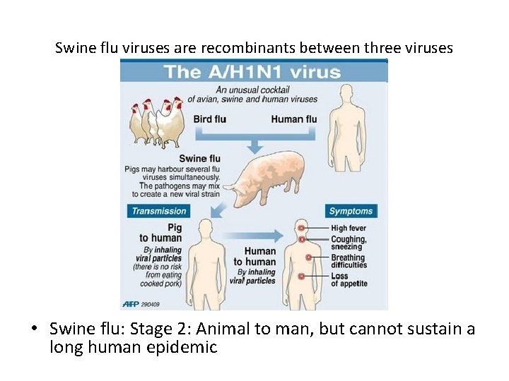 Swine flu viruses are recombinants between three viruses • Swine flu: Stage 2: Animal