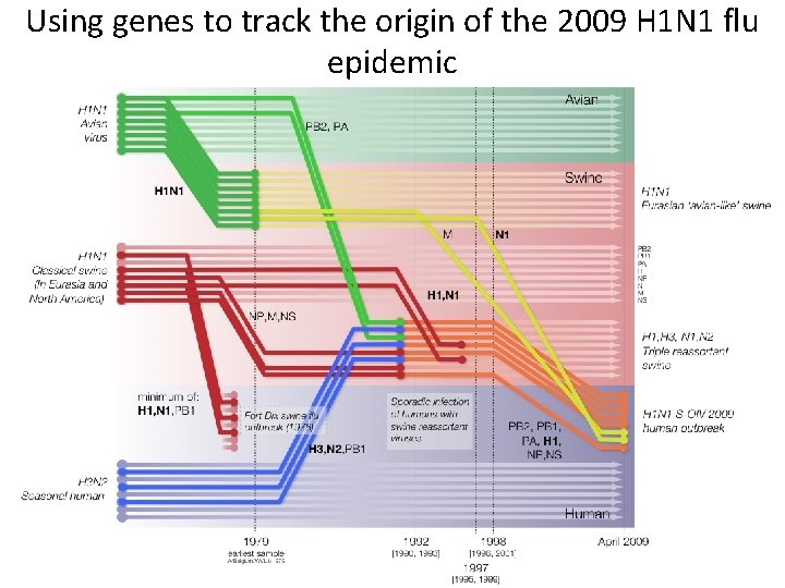 Using genes to track the origin of the 2009 H 1 N 1 flu