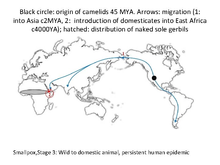 Black circle: origin of camelids 45 MYA. Arrows: migration (1: into Asia c 2