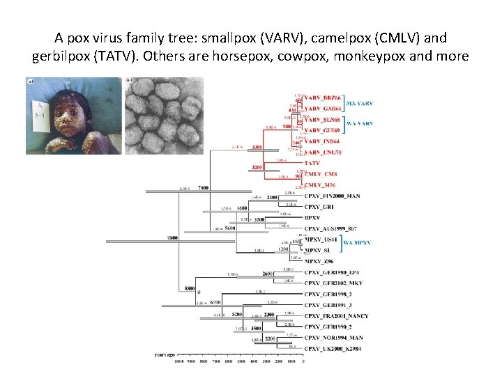 A pox virus family tree: smallpox (VARV), camelpox (CMLV) and gerbilpox (TATV). Others are