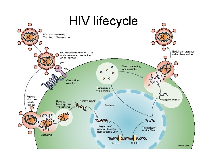 HIV lifecycle 
