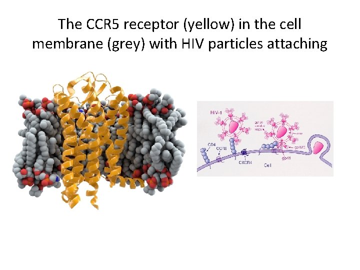 The CCR 5 receptor (yellow) in the cell membrane (grey) with HIV particles attaching