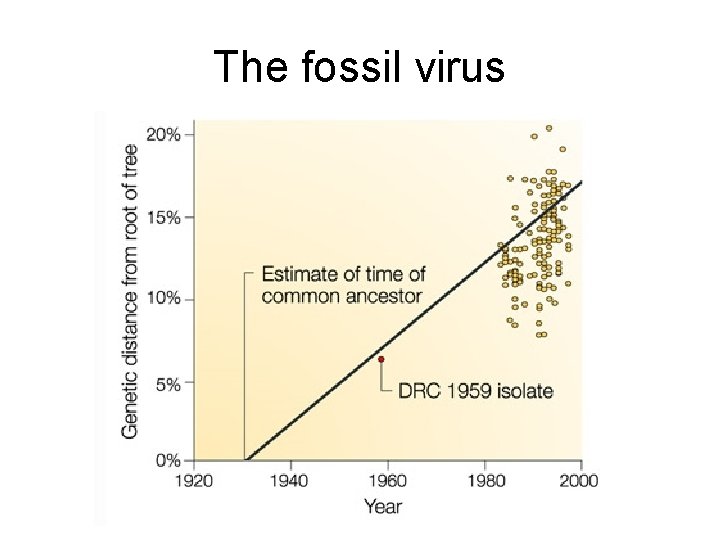 The fossil virus 