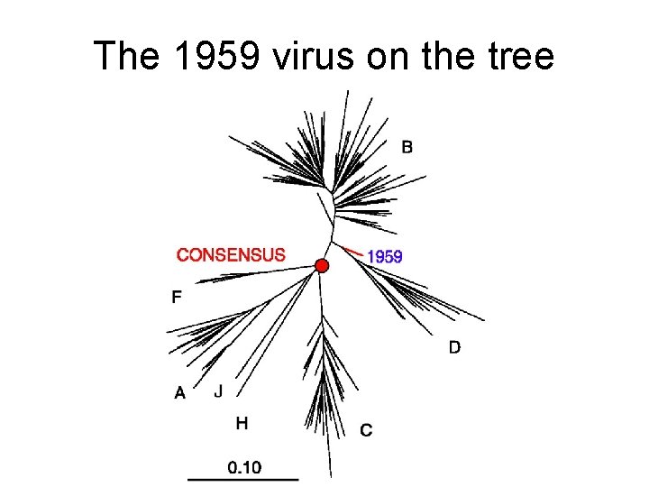 The 1959 virus on the tree 