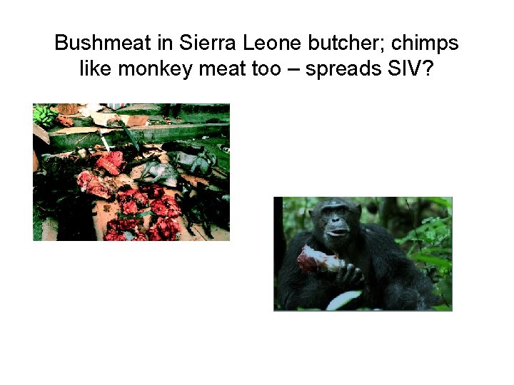 Bushmeat in Sierra Leone butcher; chimps like monkey meat too – spreads SIV? 