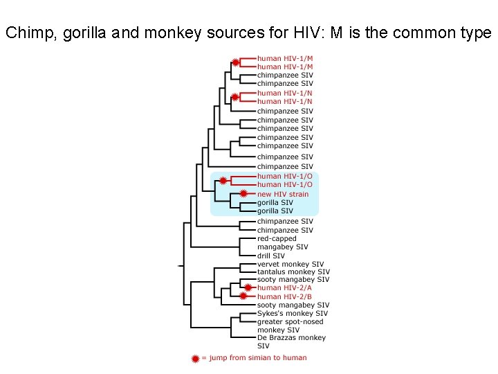 Chimp, gorilla and monkey sources for HIV: M is the common type 