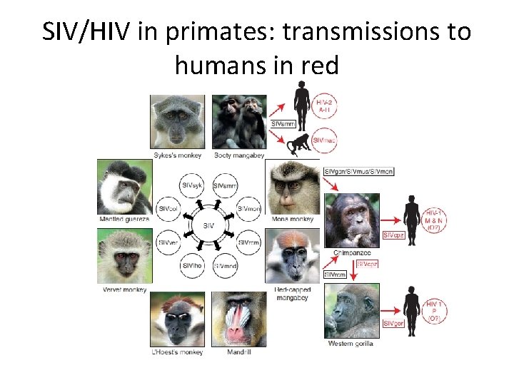 SIV/HIV in primates: transmissions to humans in red 