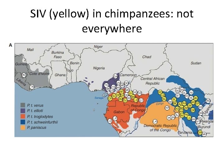 SIV (yellow) in chimpanzees: not everywhere 